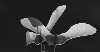 Mapplethorpe
